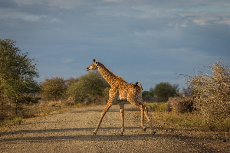 077 Kruger National Park, giraf.jpg
